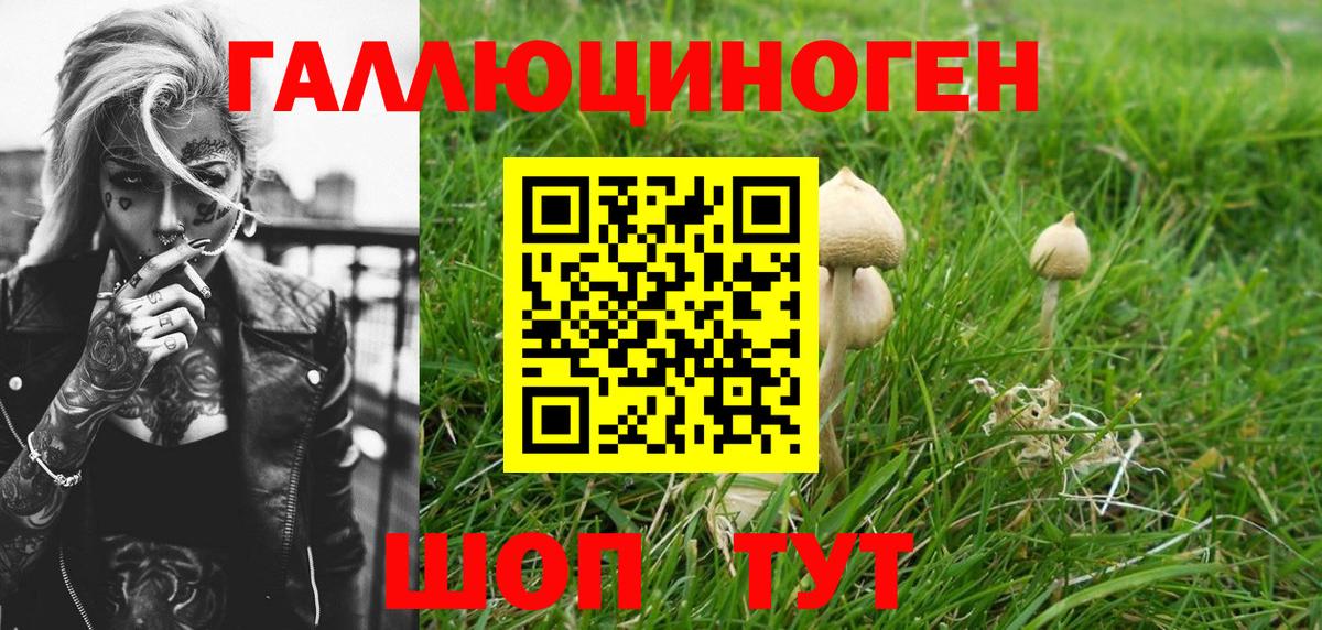 Новодвинск  Псилоцибиновые грибы Psilocybe  Вход с VPN 